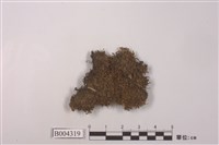 藏品(硬指葉蘚)的圖片